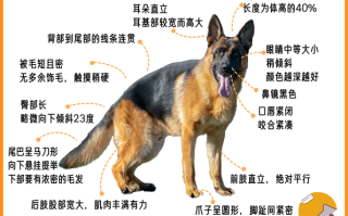 德国牧羊犬怎么训练叫，德国牧羊犬怎么训练不咬人