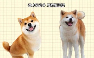 日本名犬秋田犬和柴犬是一种吗，日本的秋田犬和柴犬有什么区别