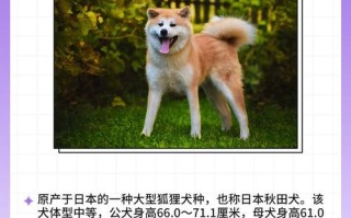 日本秋田犬名字大全，日本秋田犬品种