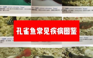 孔雀鱼常见病及治疗，孔雀鱼常见病及治疗方法视频