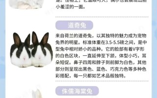 熊猫兔和海棠兔的区别，熊猫兔和猫猫兔