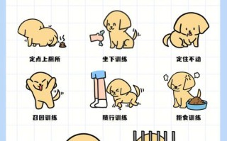 拉布拉多犬训练方法图片，拉布拉多犬训练方法图片视频