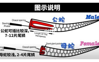 蛇怎么区分，蛇怎么区分公母图片