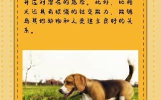 比格犬的优点与缺点，比格犬优缺点有哪些