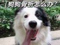 狗狗发生骨折的正确处理 狗狗骨折应急处理办法