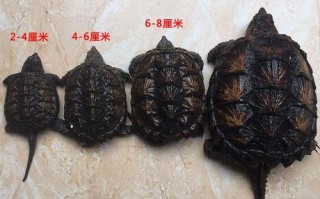 鳄鱼龟怎么养快大一点，鳄鱼龟怎么养长得快