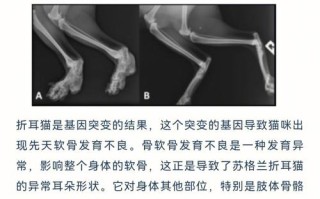 折耳猫繁殖注意事项|猫咪繁殖，繁殖折耳猫赚钱的人太残忍了