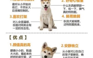 秋田犬怎么养?秋田犬喂养常识，秋田犬咋样