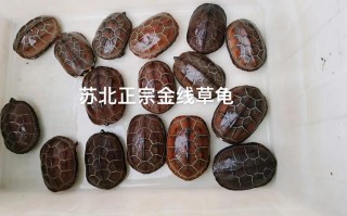 中华小草龟怎么养，中华小草龟家庭养殖技术