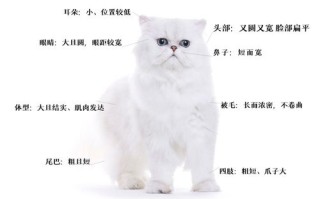 波斯猫的外形和性格，波斯猫特点性格