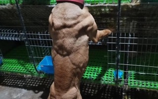 比特犬训练肌肉视频，比特犬训练肌肉视频播放