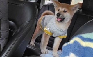 秋田犬呕吐透明液体怎么办，秋田犬吐舌头图片