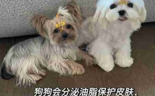 长毛犬的毛发护理 长毛犬的毛发护理多少钱