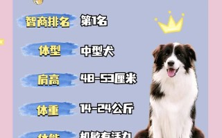 边境牧羊犬怎么辨别，如何判断边境牧羊犬的纯度