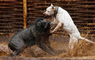 比特犬怎么训练咬轮胎，训练比特犬开口咬视频