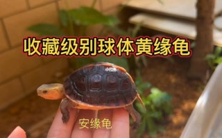 黄缘龟2019价格行情，2020黄缘龟价格