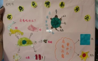 小乌龟如何养新手教学，小乌龟如何养新手教学方法