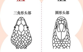 从那些特征判断出蛇是公是母，怎么看蛇是公还是母