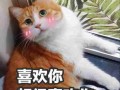 猫这10个动作是在说「我爱你」！爱猫咪，你就必须做好三件事 猫咪的动作表示什么