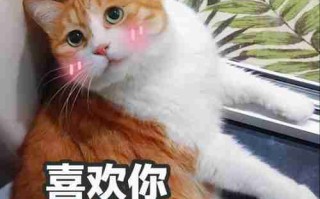 猫这10个动作是在说「我爱你」！爱猫咪，你就必须做好三件事 猫咪的动作表示什么