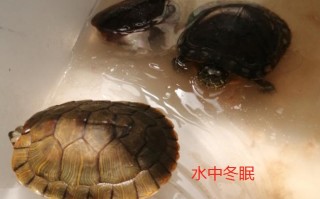 巴西龟冬眠好还是不冬眠好，巴西龟冬眠吗冬眠需要什么