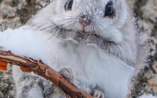 日本鼯鼠多少钱一只，宠物鼯鼠多少钱一只