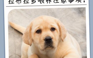 拉布拉多幼犬怎么喂养?，拉布拉多幼犬怎么喂养禁忌食物