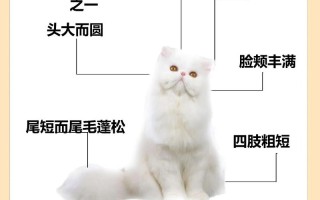 你知道波斯猫吗，波斯猫是什么意思啊