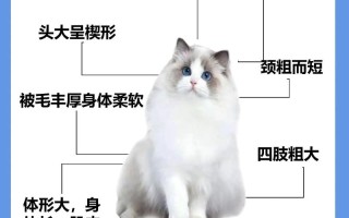 布偶猫怎么区分公母，布偶猫分辨公母