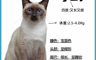 买暹罗猫应该怎么挑，暹罗猫怎么选品相