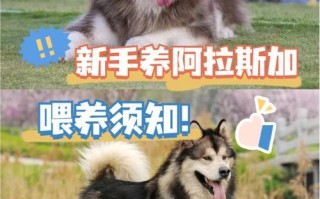 阿拉斯加犬如何喂养，阿拉斯加犬如何喂养视频