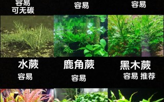 鱼缸水草如何种植，鱼缸水草种植方法和注意事项