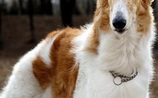 俄罗斯猎狼犬吓人，俄罗斯 猎狼犬