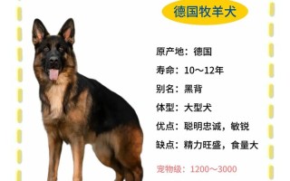 德国牧羊犬公狗，德国牧羊犬公狗8个月肩高62还长不长