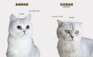 苏格兰折耳猫的缺点，苏格兰折耳猫的缺点和优点