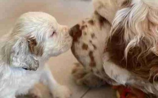 给克伦伯猎鹬犬剪毛剪甲 克伦伯猎犬多少钱