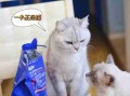 向猫说「我爱你」的正确方式！真爱猫就别让他只吃猫粮 怎么跟猫咪表达我爱他