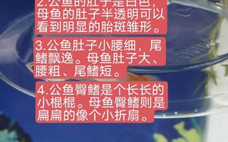 蓝白孔雀鱼是怎么配出来的，蓝白孔雀鱼怎么培育