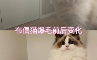 布偶猫掉毛厉不厉害，布偶猫掉毛厉不厉害怎么办