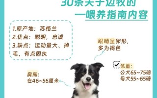 怎样养边境牧羊犬，边境牧羊犬怎么养?这几个方面要记牢