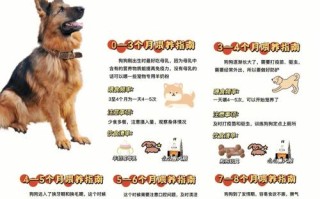 猎兔犬幼犬图片，猎兔犬饲养方法