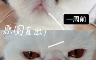 加菲猫眼睛流水是怎么回事，加菲猫眼睛一直有眼泪