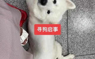 萨摩耶幼犬有泪痕长大会好吗，萨摩耶泪痕严重什么原因