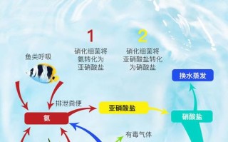 鱼缸硝化菌培养方法，鱼缸硝化菌培养方法图解