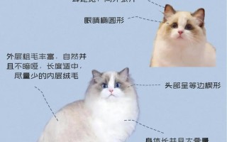 布偶猫的小知识，布偶猫的小知识大全