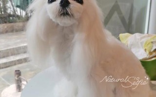 马尔济斯犬的性格特征，马尔济斯犬的缺点