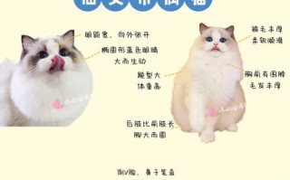 布偶猫的cfa标准从哪些方面看，布偶猫的cfa标准从哪些方面看出