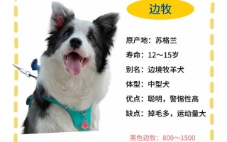 边境牧羊犬详细介绍，边境牧羊犬介绍说明文资料