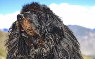 藏獒应该从小就对它进行吗，藏獒应该从小就对它进行吗为什么