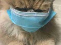 疫情期间别对猫咪做这件事，猫易无症状感染新冠病毒 疫情期间猫狗怎么办